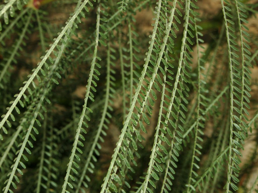 Delle piccolissime foglie - cfr. Parkinsonia aculeata